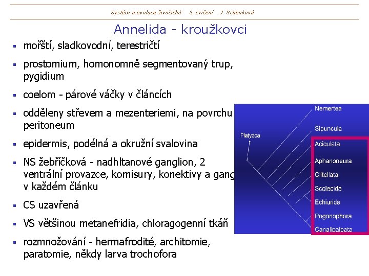 Systém a evoluce živočichů 3. cvičení J. Schenková Annelida - kroužkovci § mořští, sladkovodní,