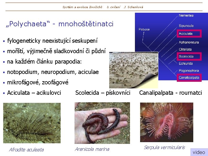 Systém a evoluce živočichů 3. cvičení J. Schenková „Polychaeta“ - mnohoštětinatci § fylogeneticky neexistující