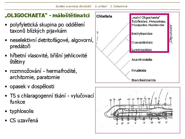 Systém a evoluce živočichů „OLIGOCHAETA“ - máloštětinatci § polyfyletická skupina po oddělení taxonů blízkých