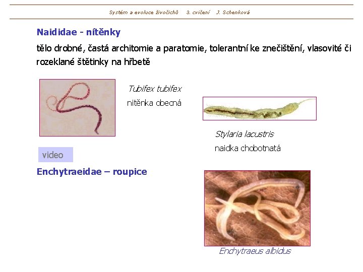 Systém a evoluce živočichů 3. cvičení J. Schenková Naididae - nítěnky tělo drobné, častá