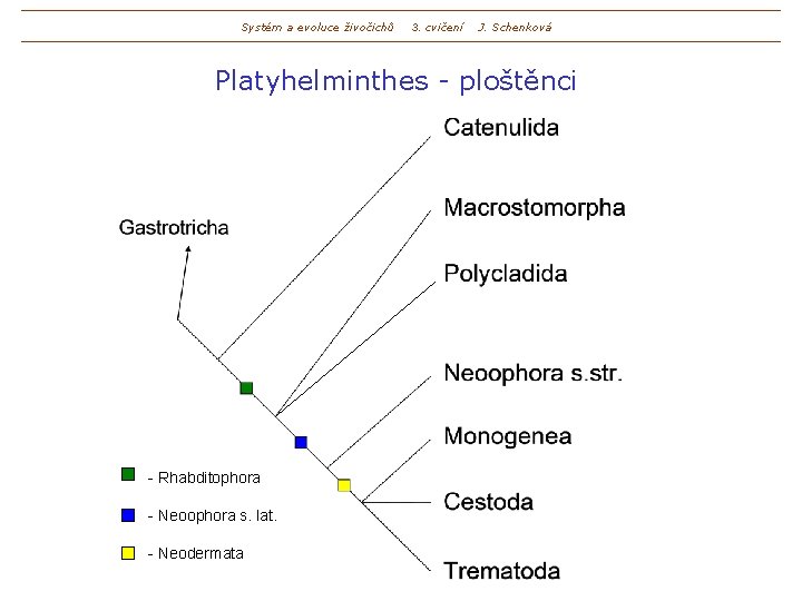 Systém a evoluce živočichů 3. cvičení J. Schenková Platyhelminthes - ploštěnci - Rhabditophora -