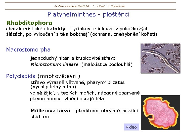 Systém a evoluce živočichů 3. cvičení J. Schenková Platyhelminthes - ploštěnci Rhabditophora charakteristické rhabdity