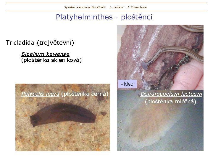 Systém a evoluce živočichů 3. cvičení J. Schenková Platyhelminthes - ploštěnci Tricladida (trojvětevní) Bipalium