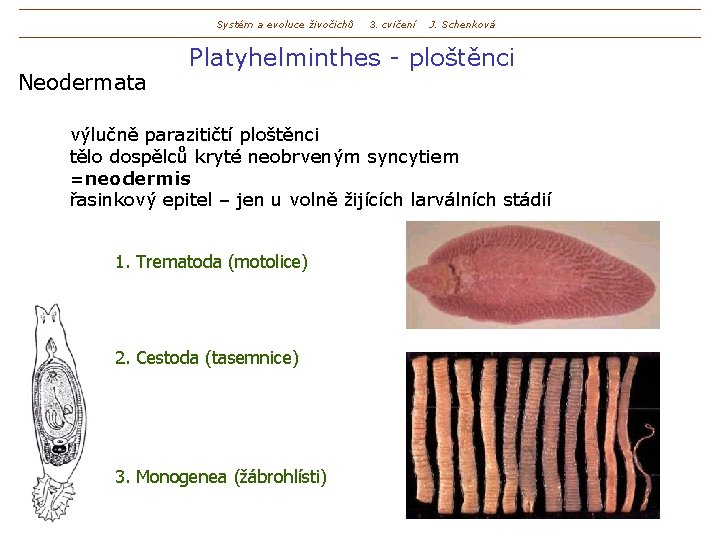 Systém a evoluce živočichů Neodermata 3. cvičení J. Schenková Platyhelminthes - ploštěnci výlučně parazitičtí