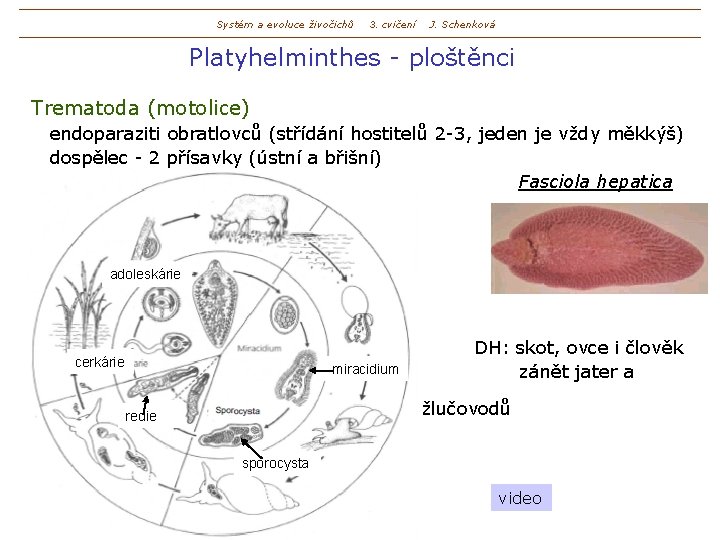 Systém a evoluce živočichů 3. cvičení J. Schenková Platyhelminthes - ploštěnci Trematoda (motolice) endoparaziti