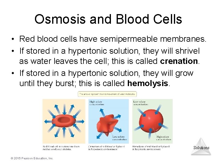 Osmosis and Blood Cells • Red blood cells have semipermeable membranes. • If stored