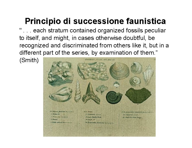 Principio di successione faunistica ". . . each stratum contained organized fossils peculiar to
