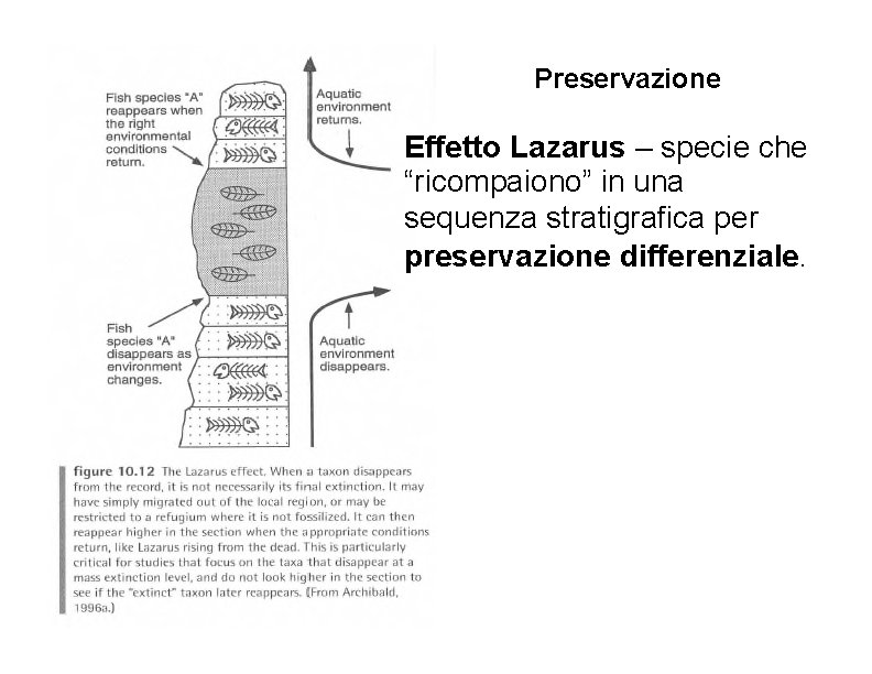 Preservazione Effetto Lazarus – specie che “ricompaiono” in una sequenza stratigrafica per preservazione differenziale.