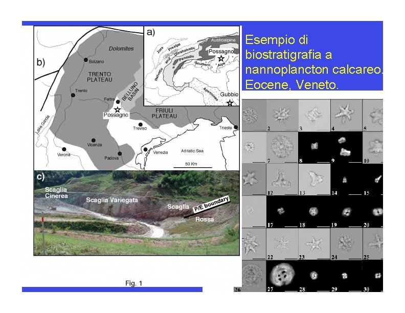 Esempio di biostratigrafia a nannoplancton calcareo. Eocene, Veneto. 