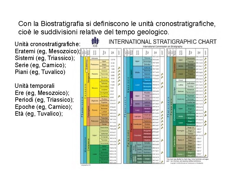 Con la Biostratigrafia si definiscono le unità cronostratigrafiche, cioè le suddivisioni relative del tempo