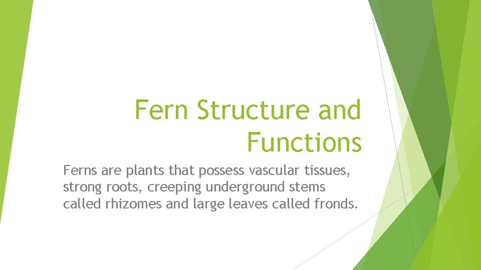 Fern Structure and Functions Ferns are plants that possess vascular tissues, strong roots, creeping