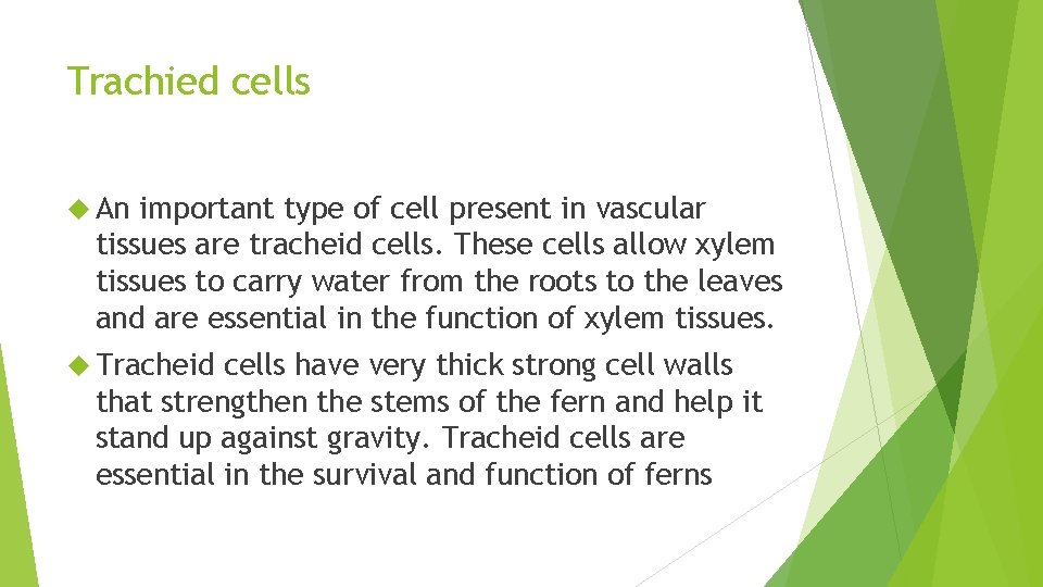Trachied cells An important type of cell present in vascular tissues are tracheid cells.