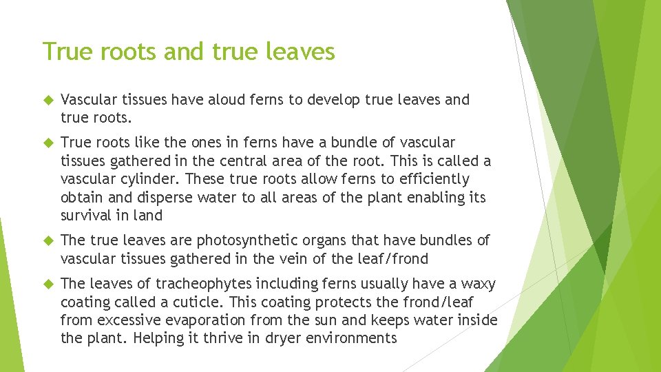 True roots and true leaves Vascular tissues have aloud ferns to develop true leaves