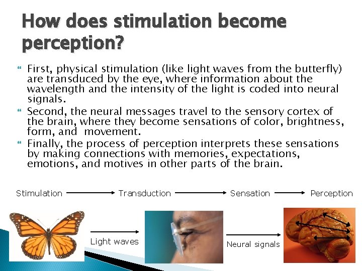 How does stimulation become perception? First, physical stimulation (like light waves from the butterfly)
