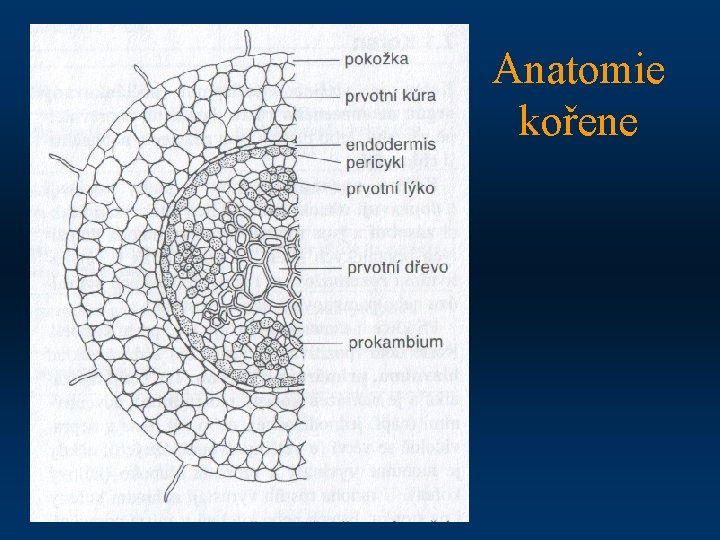Anatomie kořene 