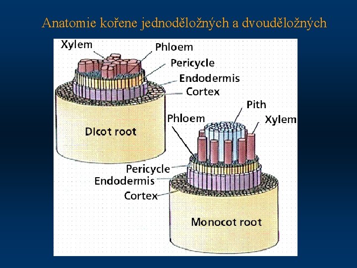 Anatomie kořene jednoděložných a dvouděložných 