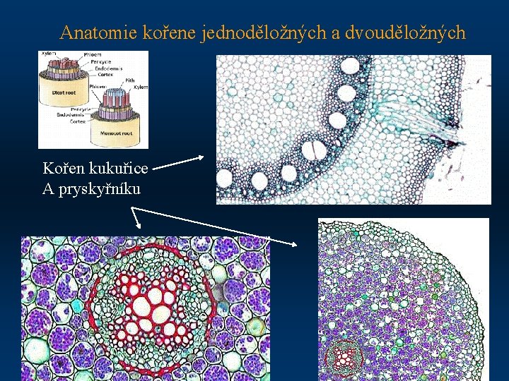 Anatomie kořene jednoděložných a dvouděložných Kořen kukuřice A pryskyřníku 