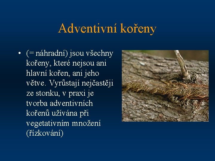 Adventivní kořeny • (= náhradní) jsou všechny kořeny, které nejsou ani hlavní kořen, ani