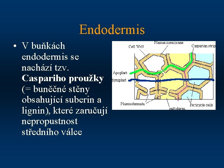 Endodermis • V buňkách endodermis se nachází tzv. Caspariho proužky (= buněčné stěny obsahující