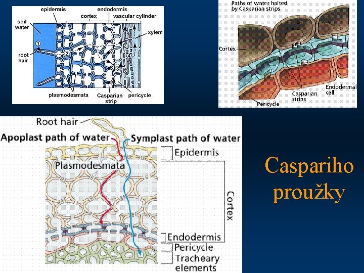 Caspariho proužky 