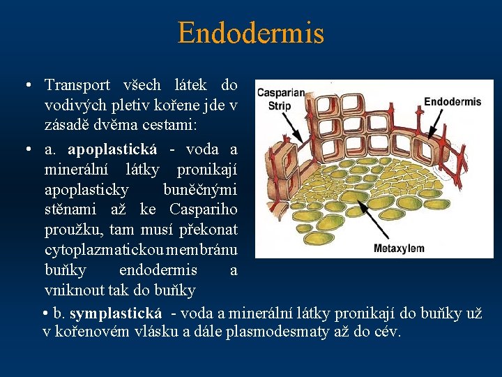 Endodermis • Transport všech látek do vodivých pletiv kořene jde v zásadě dvěma cestami: