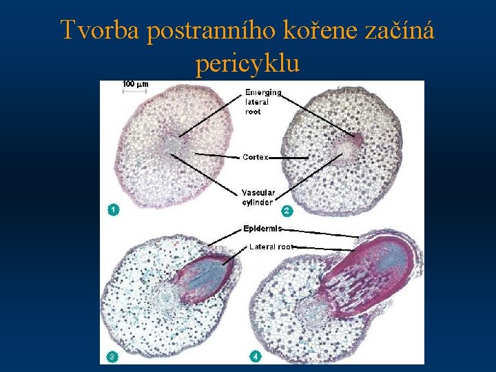 Tvorba postranního kořene začíná pericyklu 