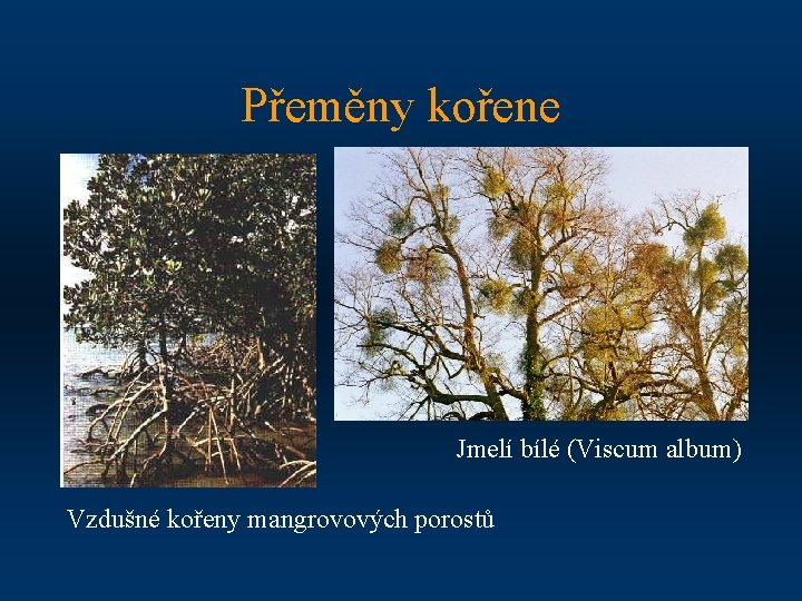 Přeměny kořene Jmelí bílé (Viscum album) Vzdušné kořeny mangrovových porostů 