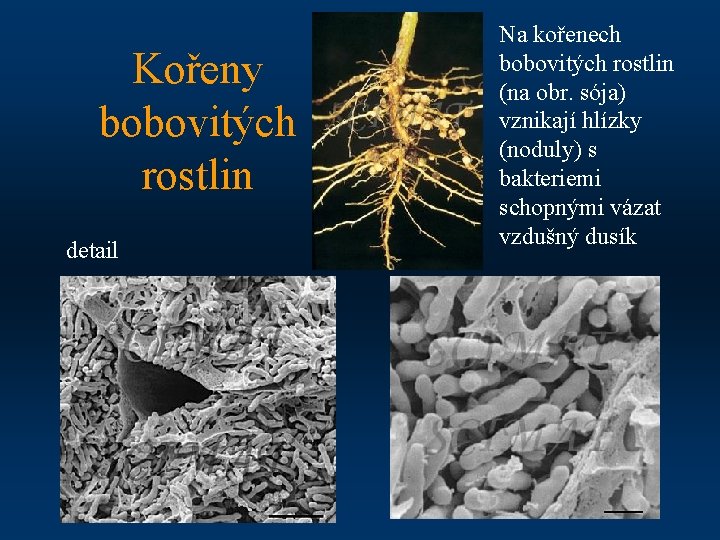 Kořeny bobovitých rostlin detail Na kořenech bobovitých rostlin (na obr. sója) vznikají hlízky (noduly)