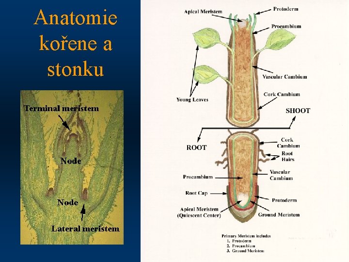 Anatomie kořene a stonku 