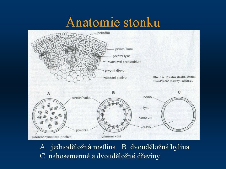 Anatomie stonku A. jednoděložná rostlina B. dvouděložná bylina C. nahosemenné a dvouděložné dřeviny 