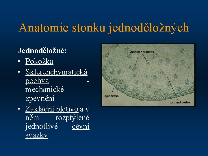 Anatomie stonku jednoděložných Jednoděložné: • Pokožka • Sklerenchymatická pochva - mechanické zpevnění • Základní