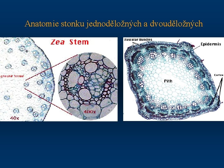 Anatomie stonku jednoděložných a dvouděložných 