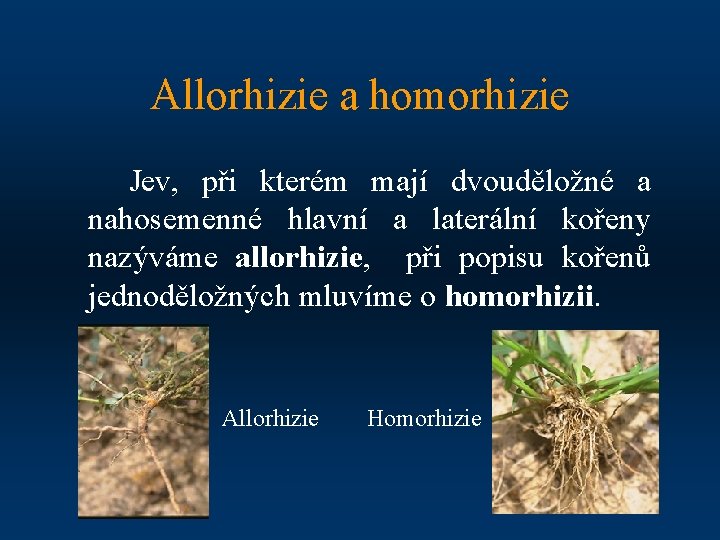 Allorhizie a homorhizie Jev, při kterém mají dvouděložné a nahosemenné hlavní a laterální kořeny