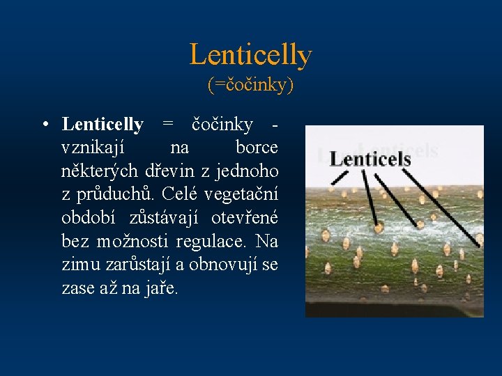 Lenticelly (=čočinky) • Lenticelly = čočinky - vznikají na borce některých dřevin z jednoho