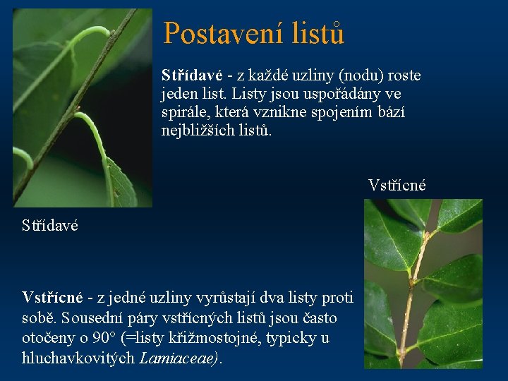 Postavení listů Střídavé - z každé uzliny (nodu) roste jeden list. Listy jsou uspořádány
