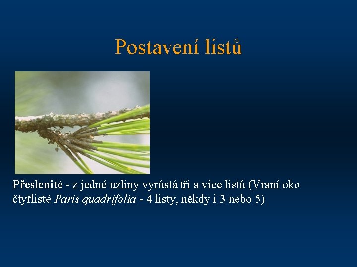 Postavení listů Přeslenité - z jedné uzliny vyrůstá tři a více listů (Vraní oko