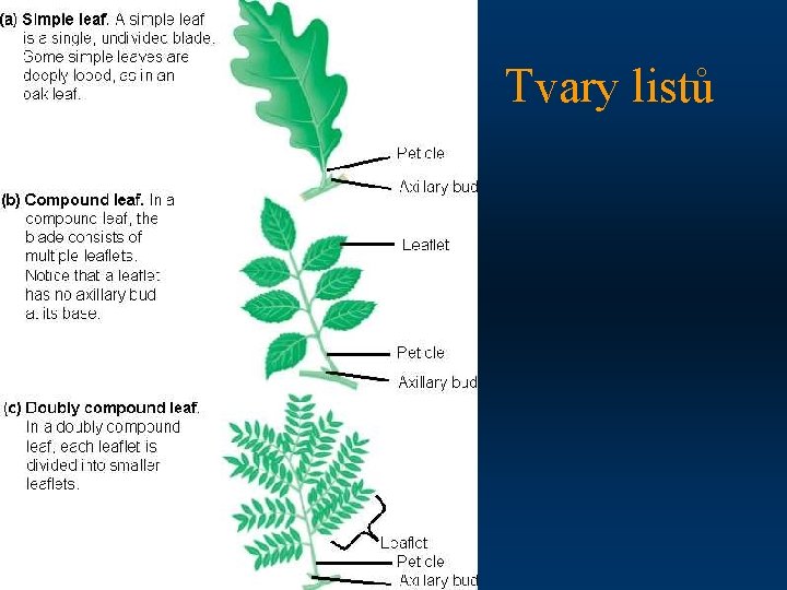 Tvary listů 