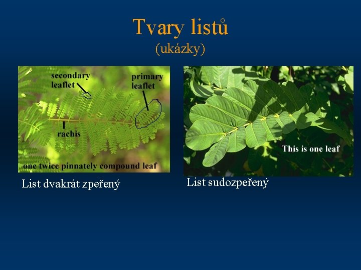 Tvary listů (ukázky) List dvakrát zpeřený List sudozpeřený 