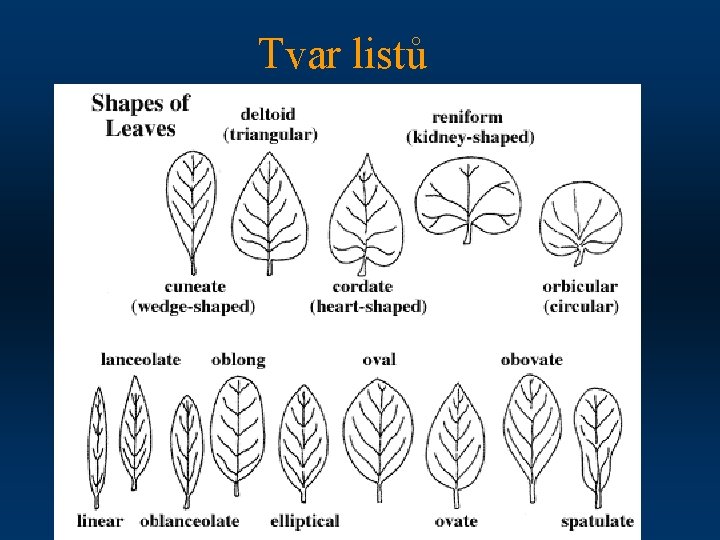 Tvar listů 