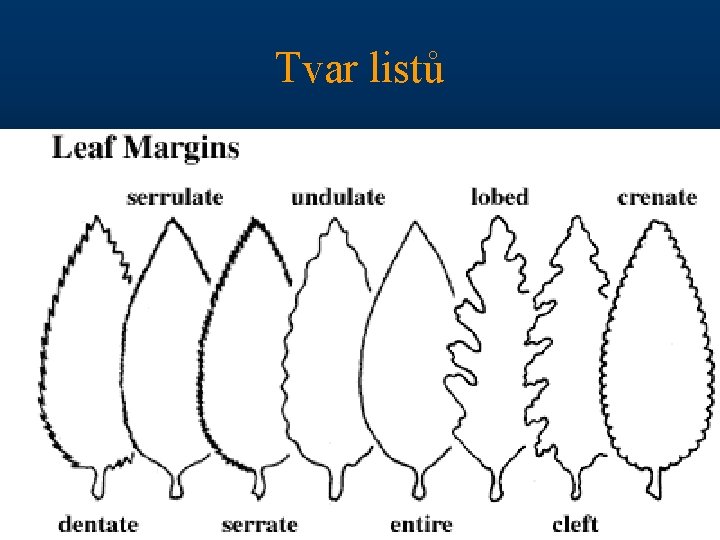 Tvar listů 