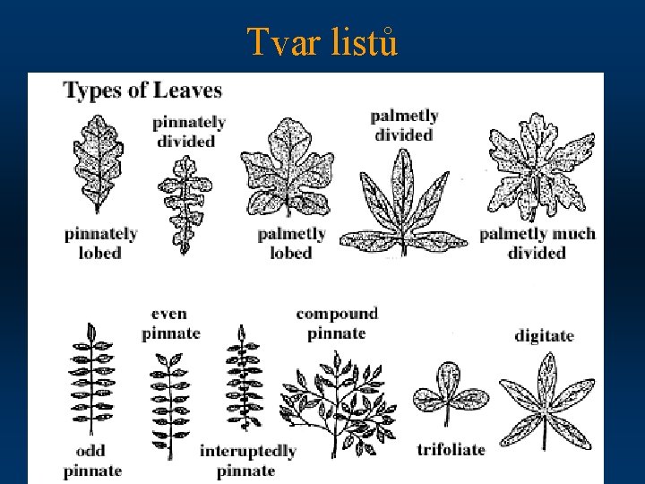 Tvar listů 