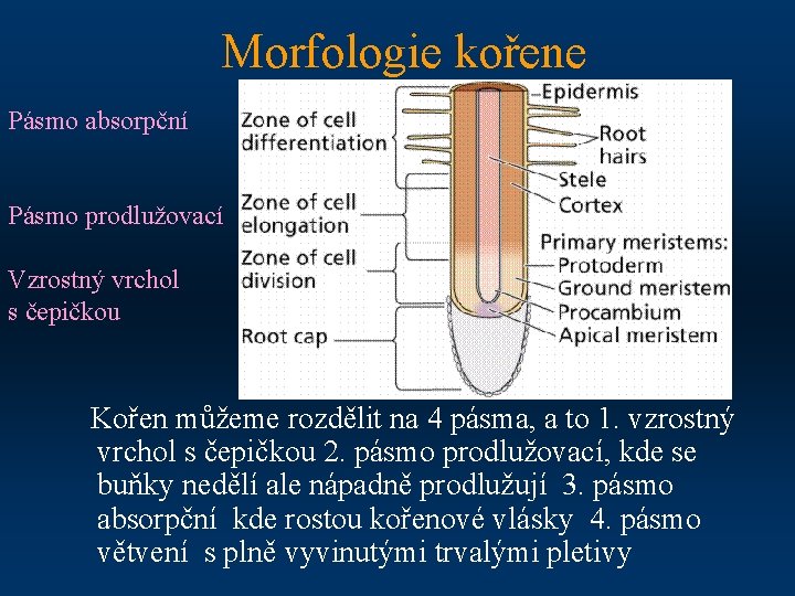 Morfologie kořene Pásmo absorpční Pásmo prodlužovací Vzrostný vrchol s čepičkou Kořen můžeme rozdělit na