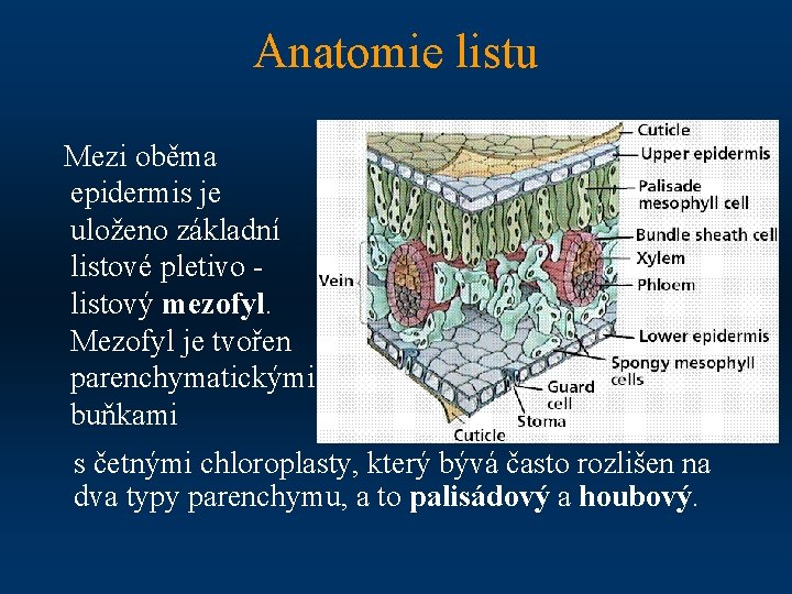 Anatomie listu Mezi oběma epidermis je uloženo základní listové pletivo - listový mezofyl. Mezofyl