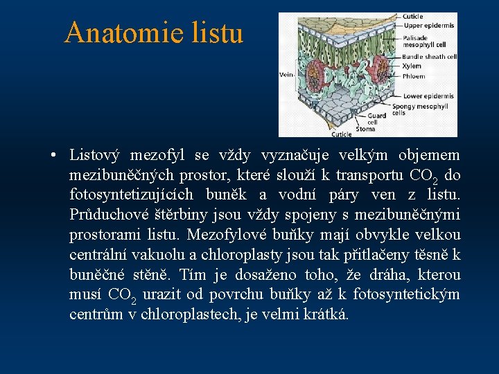 Anatomie listu • Listový mezofyl se vždy vyznačuje velkým objemem mezibuněčných prostor, které slouží