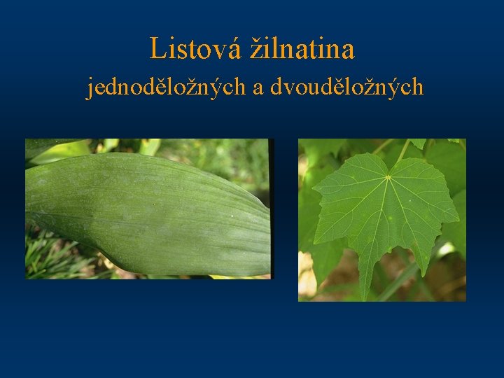 Listová žilnatina jednoděložných a dvouděložných 