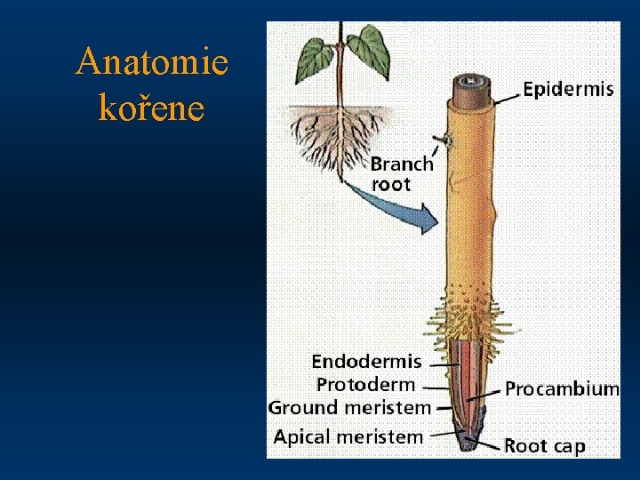 Anatomie kořene 