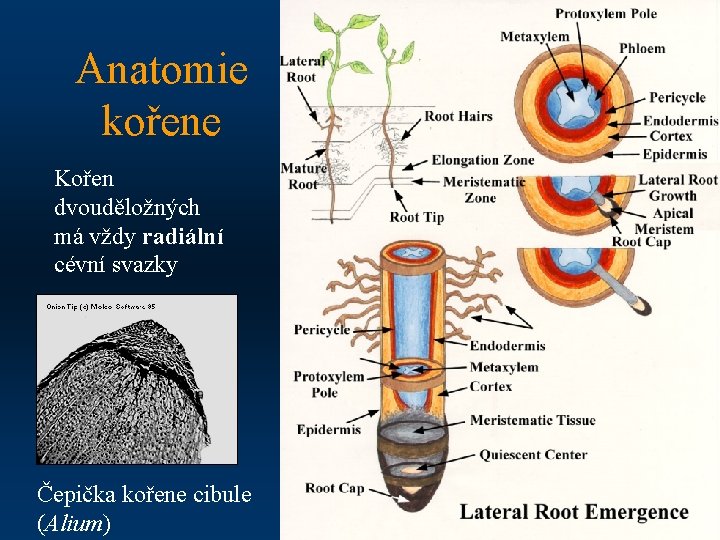 Anatomie kořene Kořen dvouděložných má vždy radiální cévní svazky Čepička kořene cibule (Alium) 