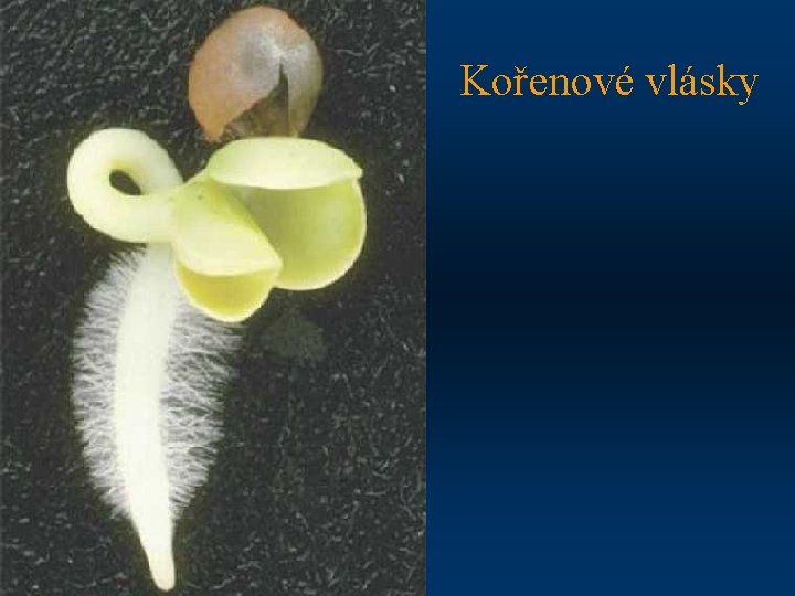 Kořenové vlásky 