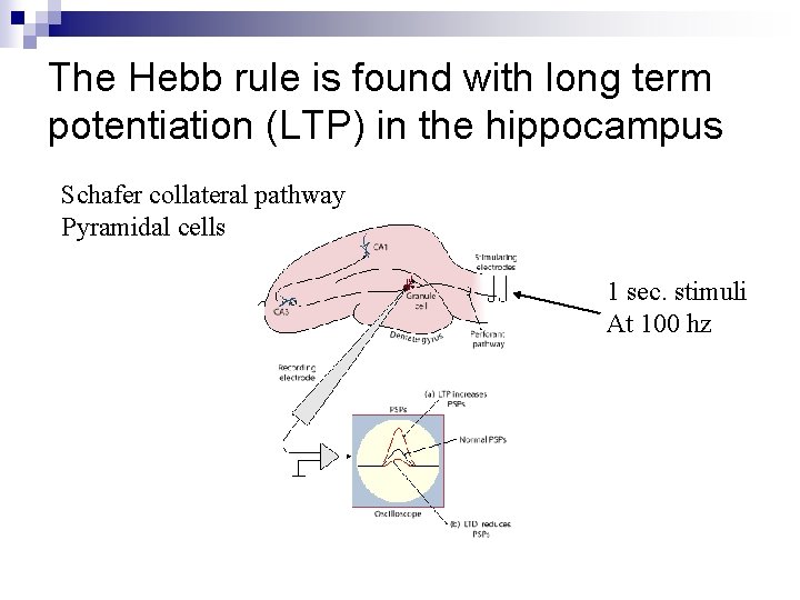 The Hebb rule is found with long term potentiation (LTP) in the hippocampus Schafer The Hebb rule is found with long term potentiation (LTP) in the hippocampus Schafer