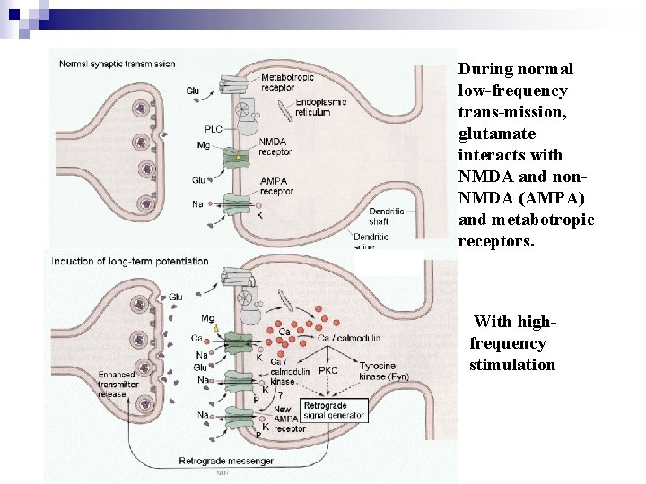 During normal low-frequency trans-mission, glutamate interacts with NMDA and non. NMDA (AMPA) and metabotropic During normal low-frequency trans-mission, glutamate interacts with NMDA and non. NMDA (AMPA) and metabotropic